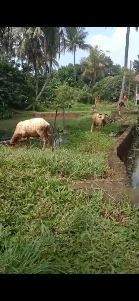 Domba Kambing Qurban