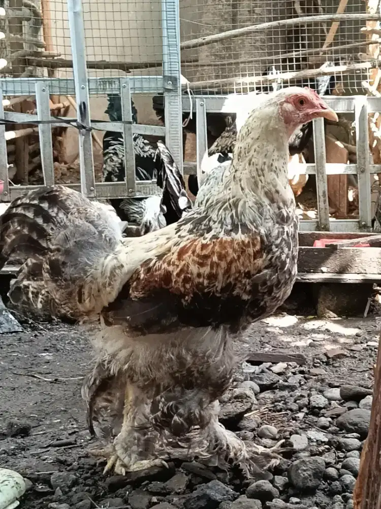 Ayam Hias Cross Breed