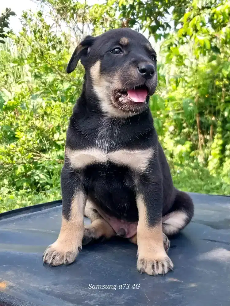Anakan anjing ras mix