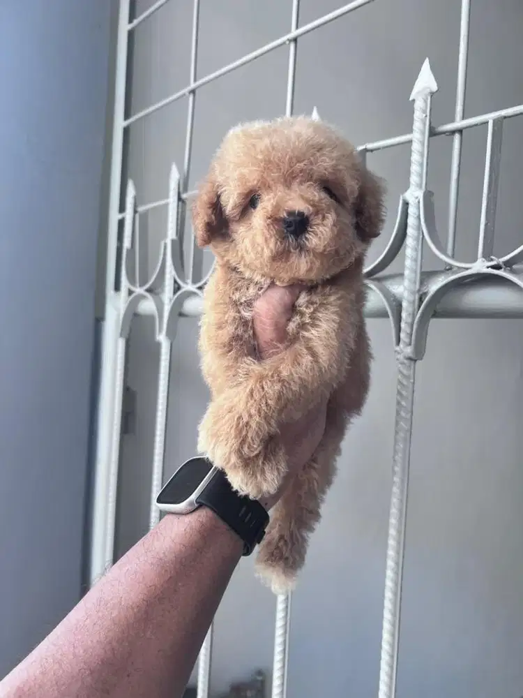 DIJUAL ANAKAN TOY POODLE