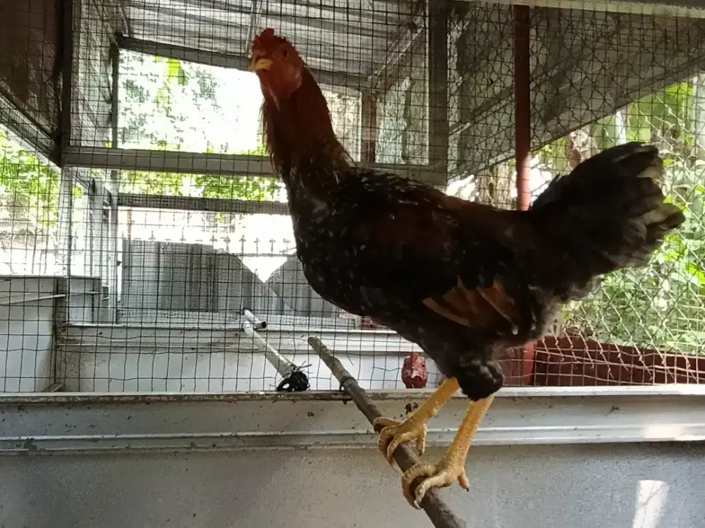 Ayam Kuntara 4 Jantan