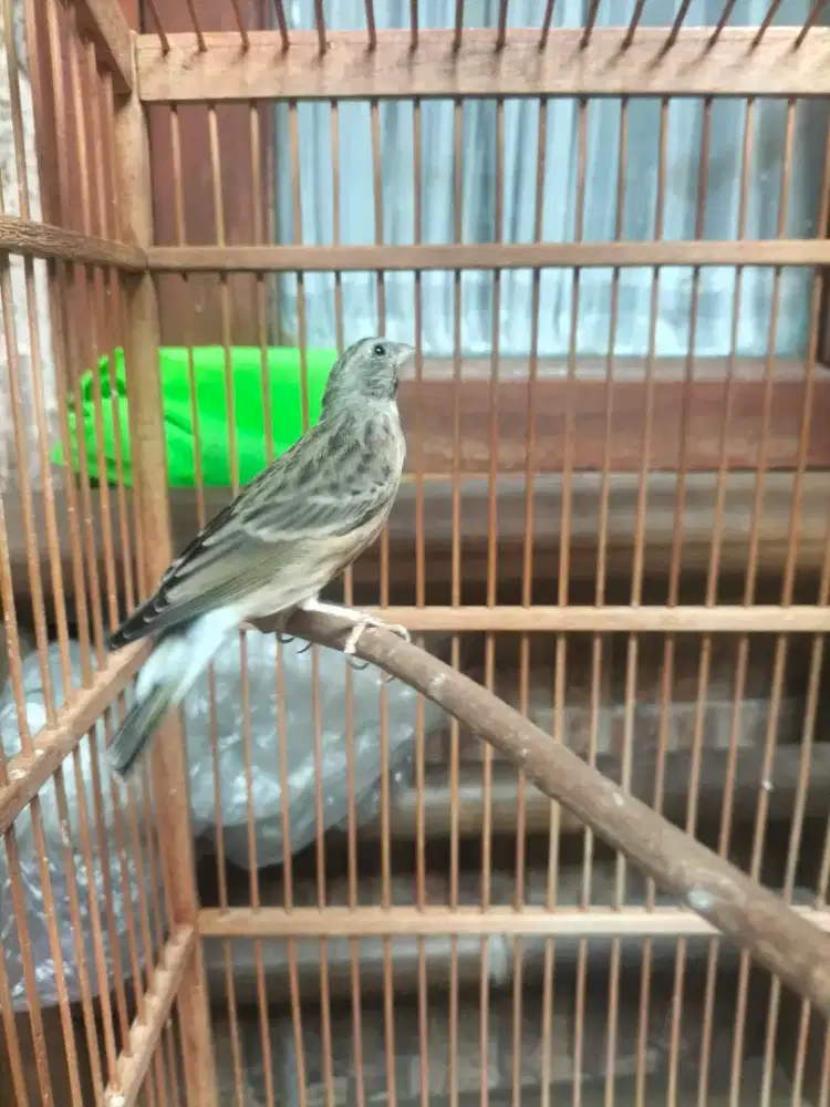 Burung blacktroat jantan macet bunyi pasca sembuh