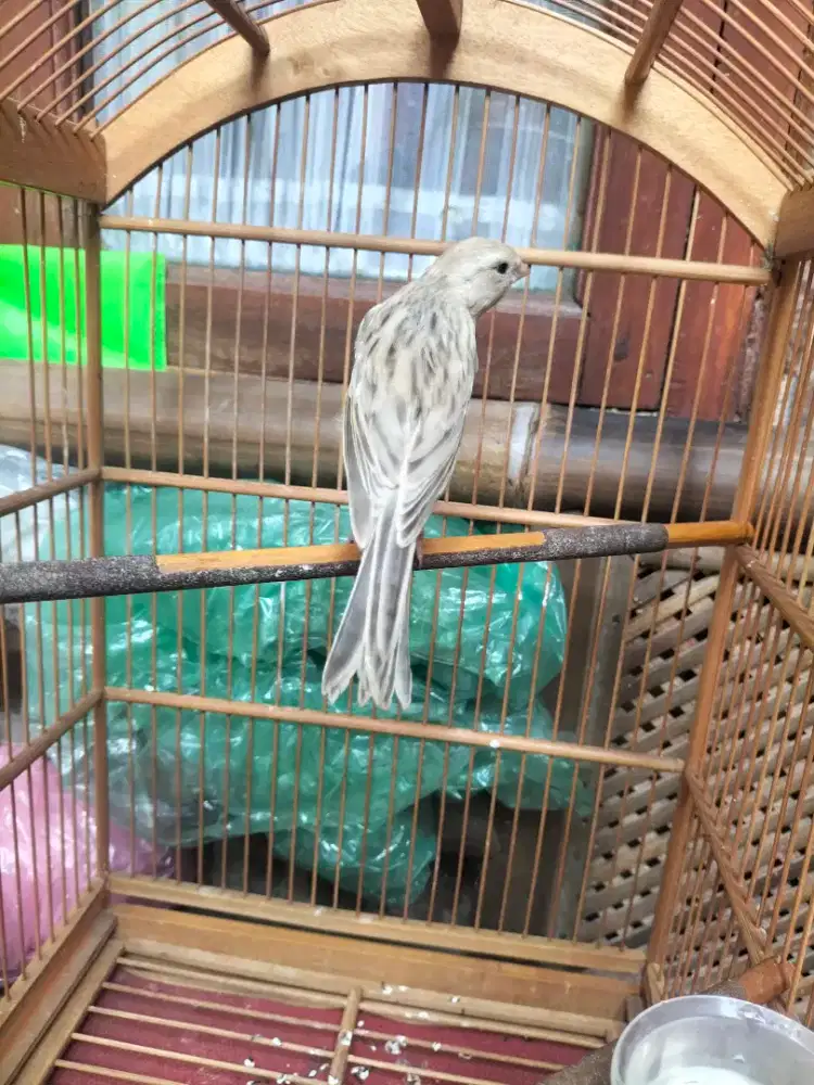 Burung paud af silver jantan warna jarang ada