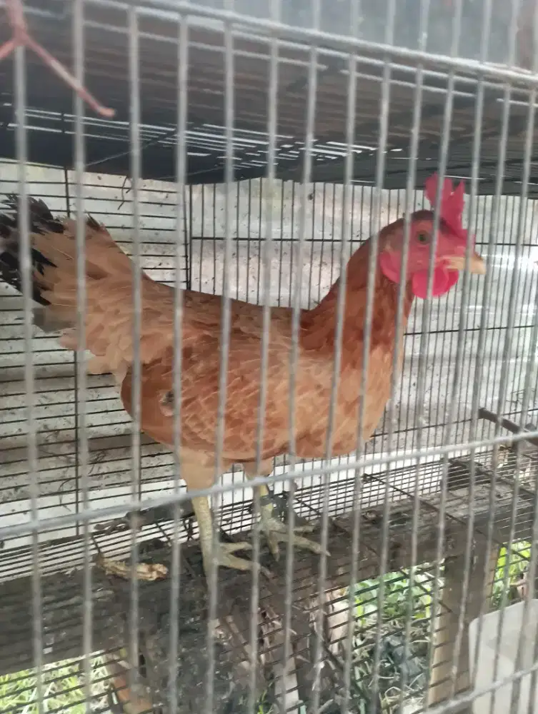 Ayam Kampung biang siap Produksi lg nelor