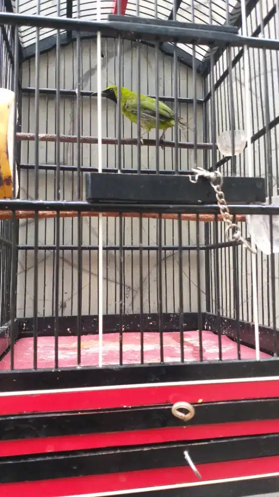 Burung murai bahan