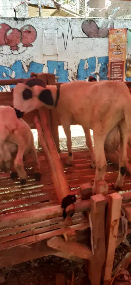HEWAN QURBAN,DOMBA,SAPI BISA NEGO