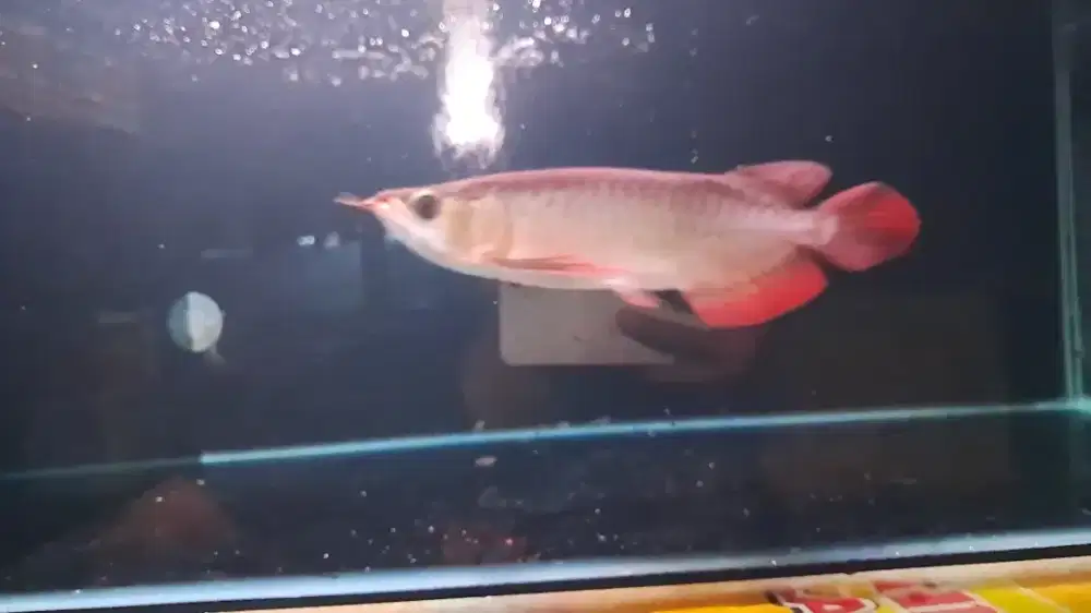 Mau di jual ikan arwana Sr sertifikat dan chip