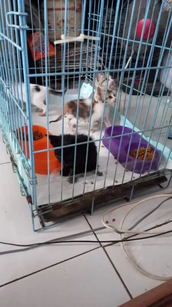 Dibutuhkan Pengasuh Kucing