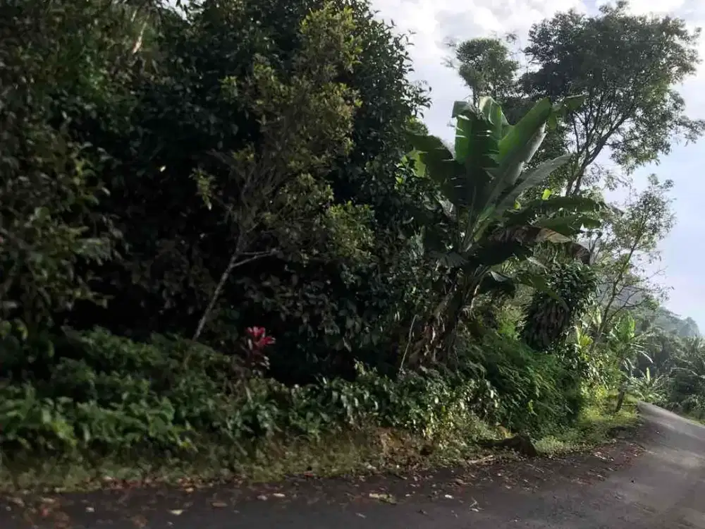 Di Jual Tanah Kebun,Cocok Untuk villa