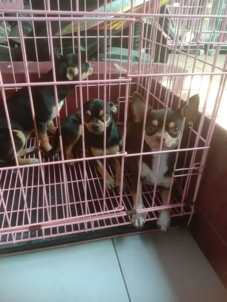 Chihuahua anakan jtn btn 8 bln
