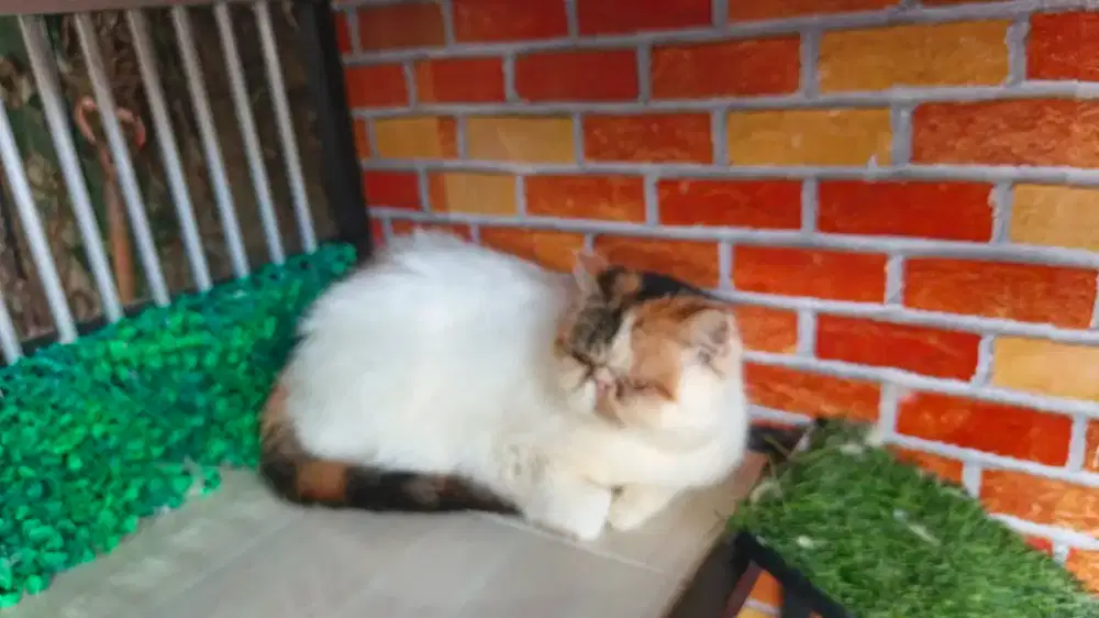 Kucing Peaknose betina steril
