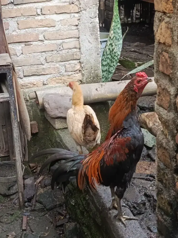 Ayam Sepasang sehat