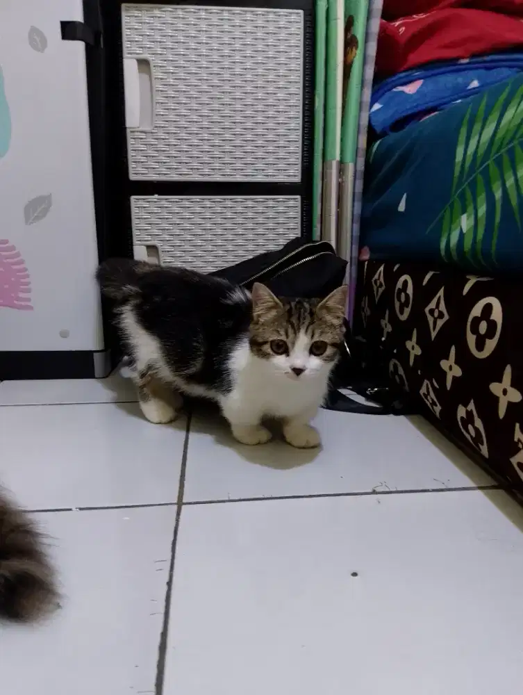 Kucing Munchkin American shorthair/kaki pendek BSH /cebol British