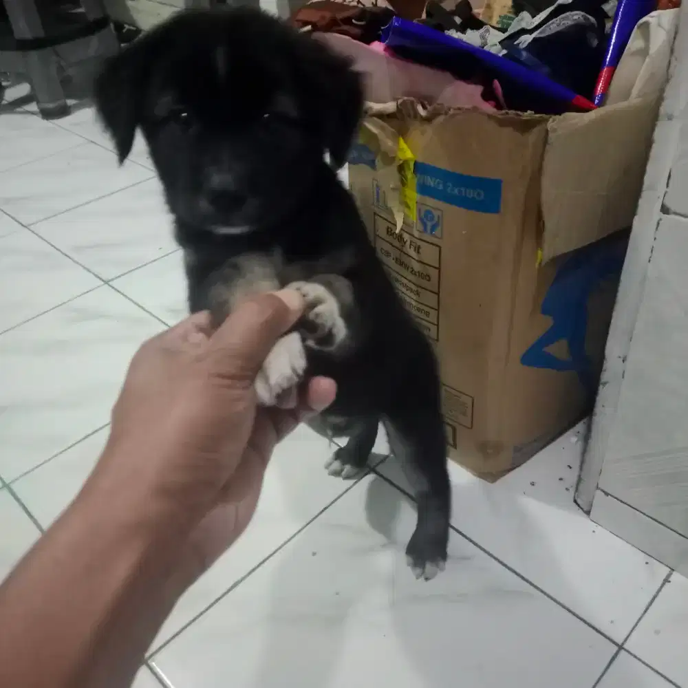 Anakan mix Rottweiler and kintamani