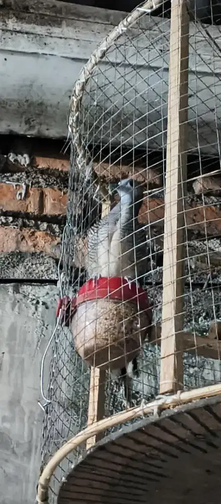 Perkutut lokal alam banyu milih tepung