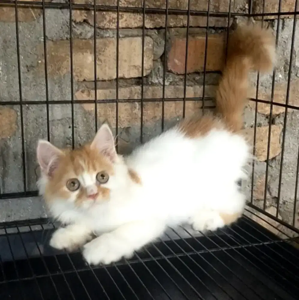 Kitten persia betina