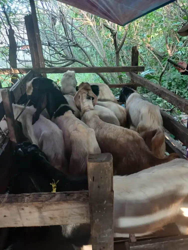 Bismillah Jual Hewan Qurban