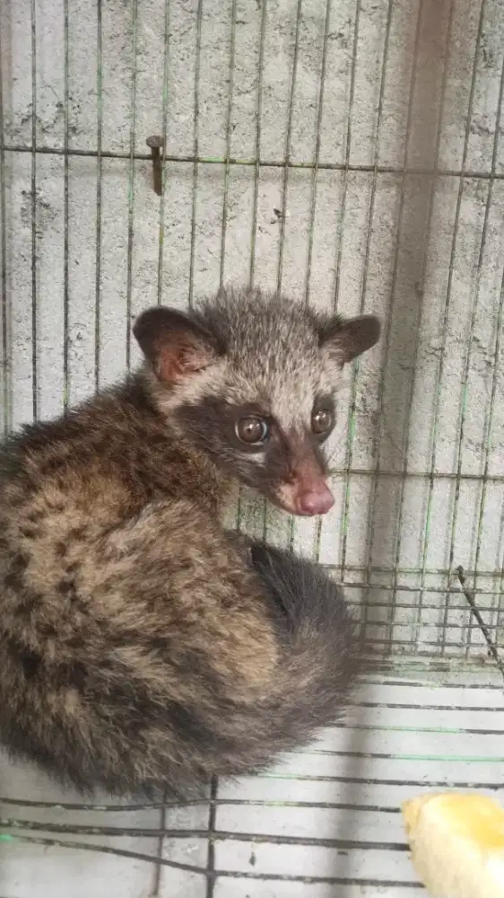 musang pandan rawatan
