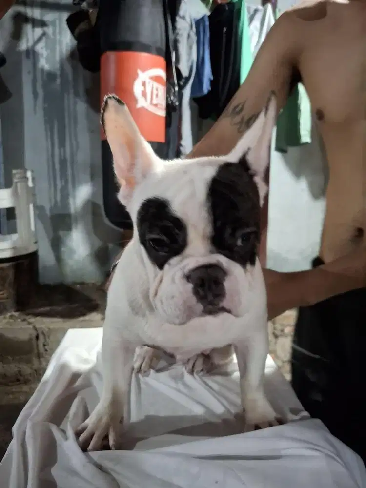 Anjing frenchie