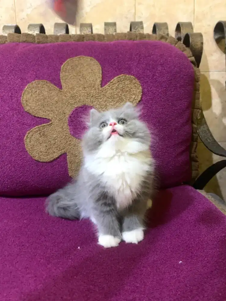 Persia bicolor abu putih pakai kaos kaki