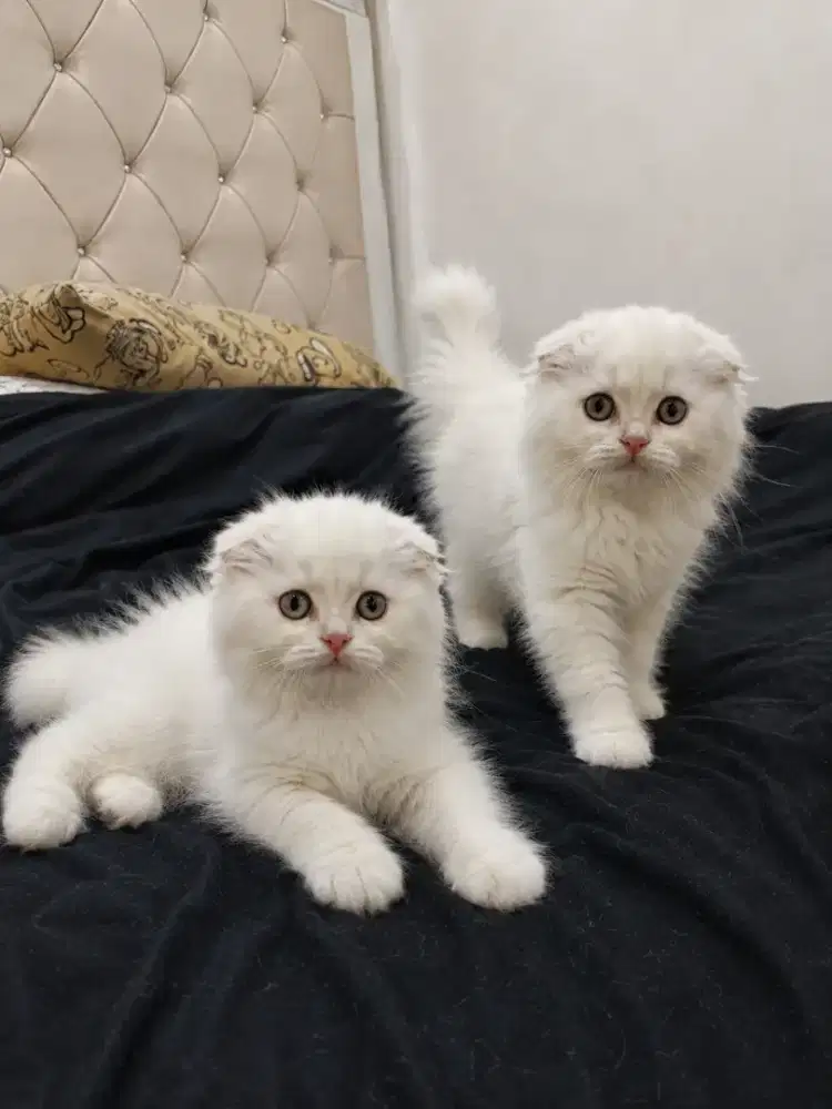 Scottish fold longhair female 3 bulan
