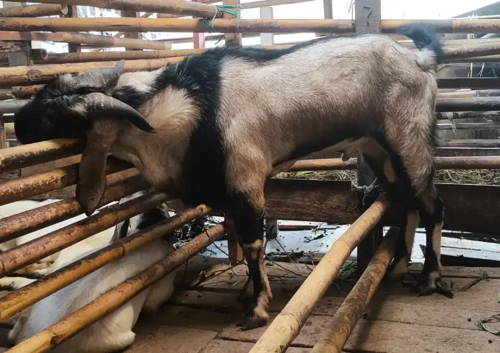 Kambing kurban sehat dan gemuk grmuk