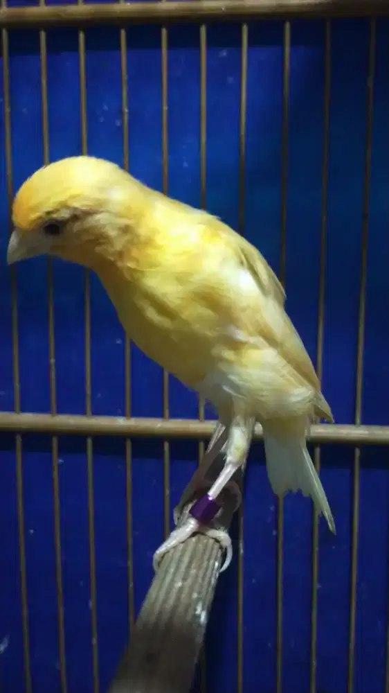 Burung kenari F1sf paud/anak jantan