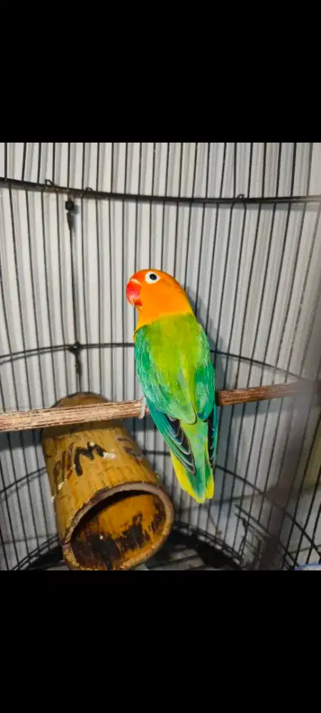 Lovebird biola jantan