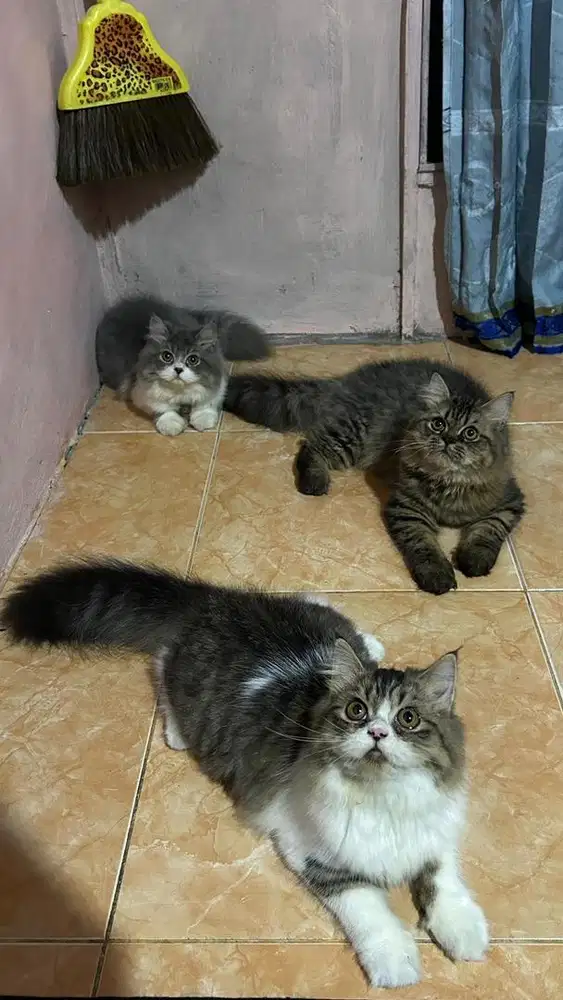 Kucing Persia Bigbon