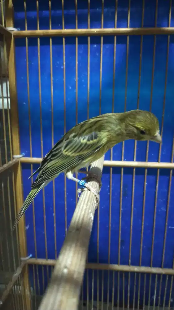 Burung kenari f1sf*bbsf paud/anak jantan