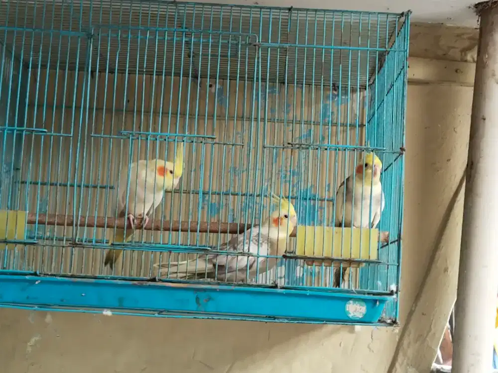 Jual Falk 3 Ekor