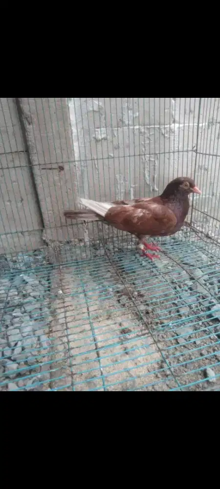 Burung dara cewe cantikkk mau fakum