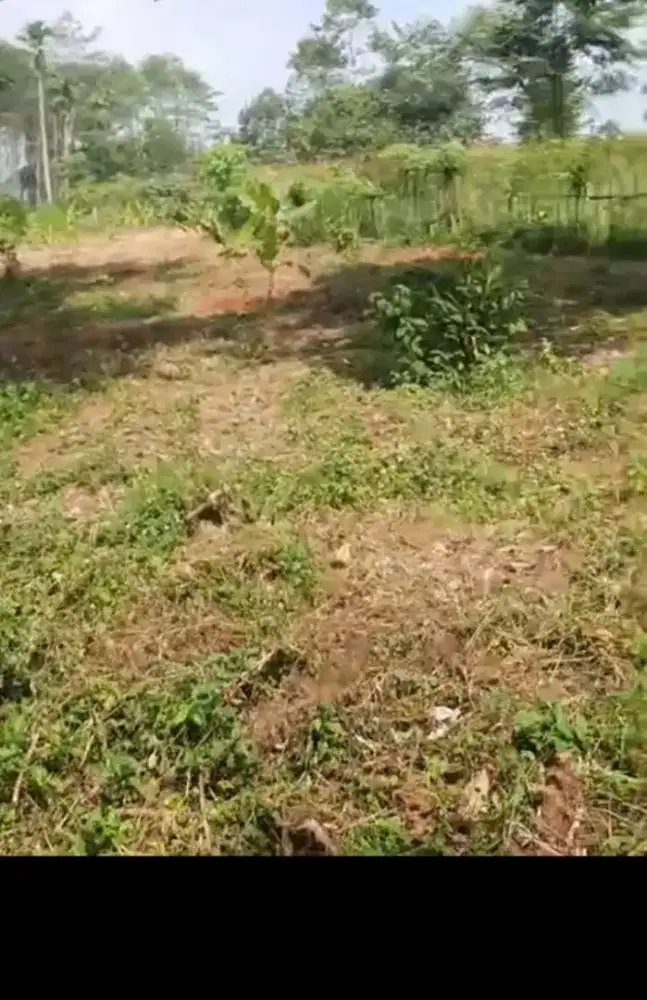 sewa lahan untuk pertanian dan peternakan dll..