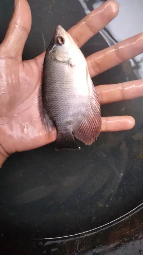 Gurame soang ukuran 3jarian