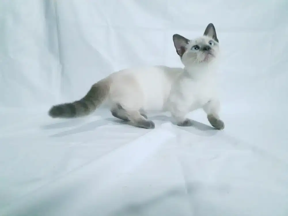 Kucing Kitten Munckin Himalaya Shorthair Cebol
Sealpoint Kaki Pendek