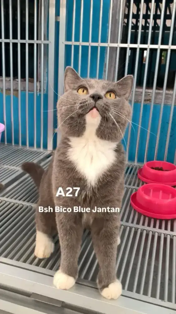 BSH Jantan Siap jadi pejantan