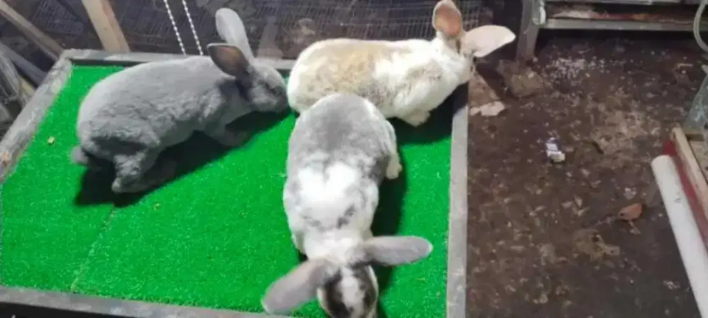 Kelinci jenis Rex bulu karpet