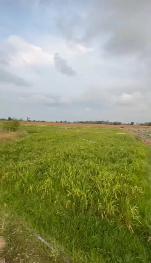 DIJUAL MURAH POL LAHAN PERTANIAN SUPER LUAS DI REMBANG JAWA TENGAH!