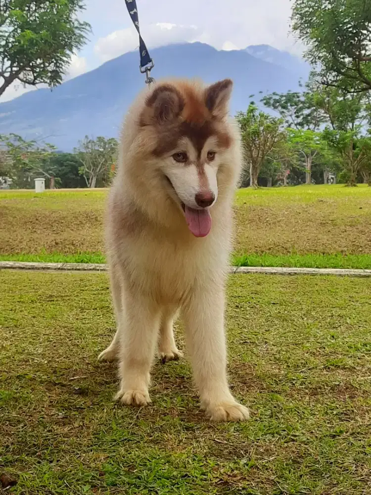 Semi hibah alaskan malamute