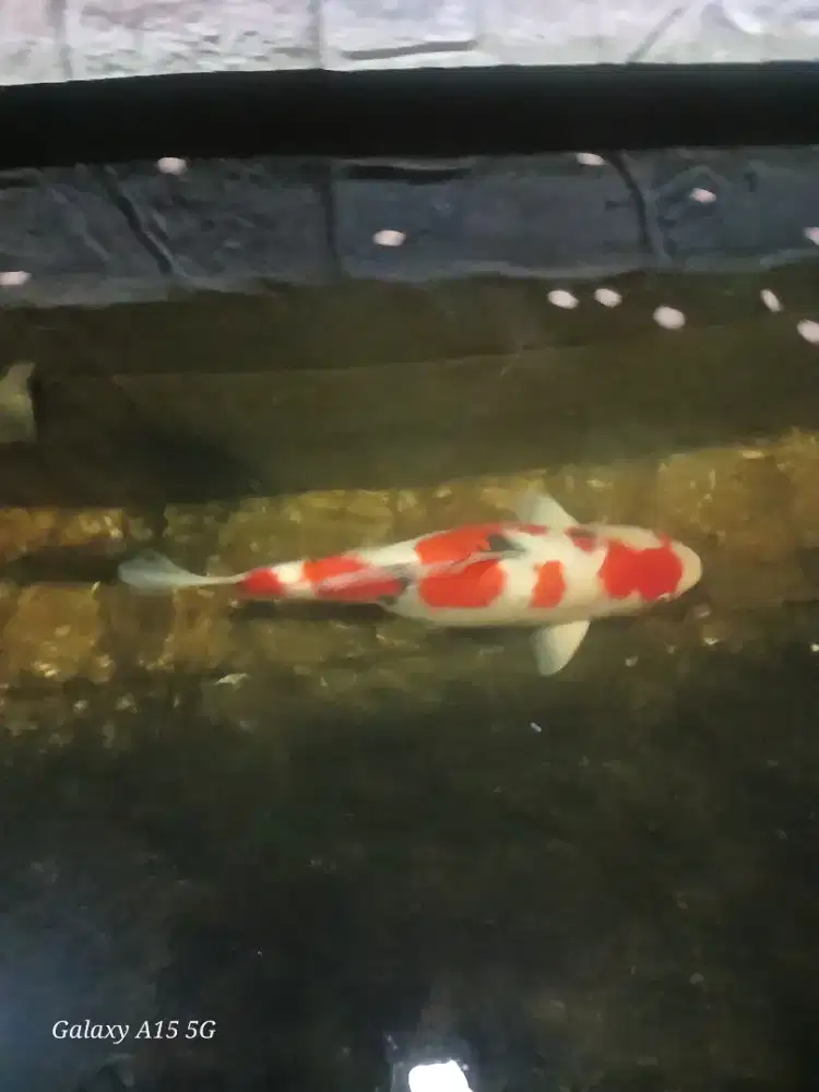 Ikan KOI 50 cm up