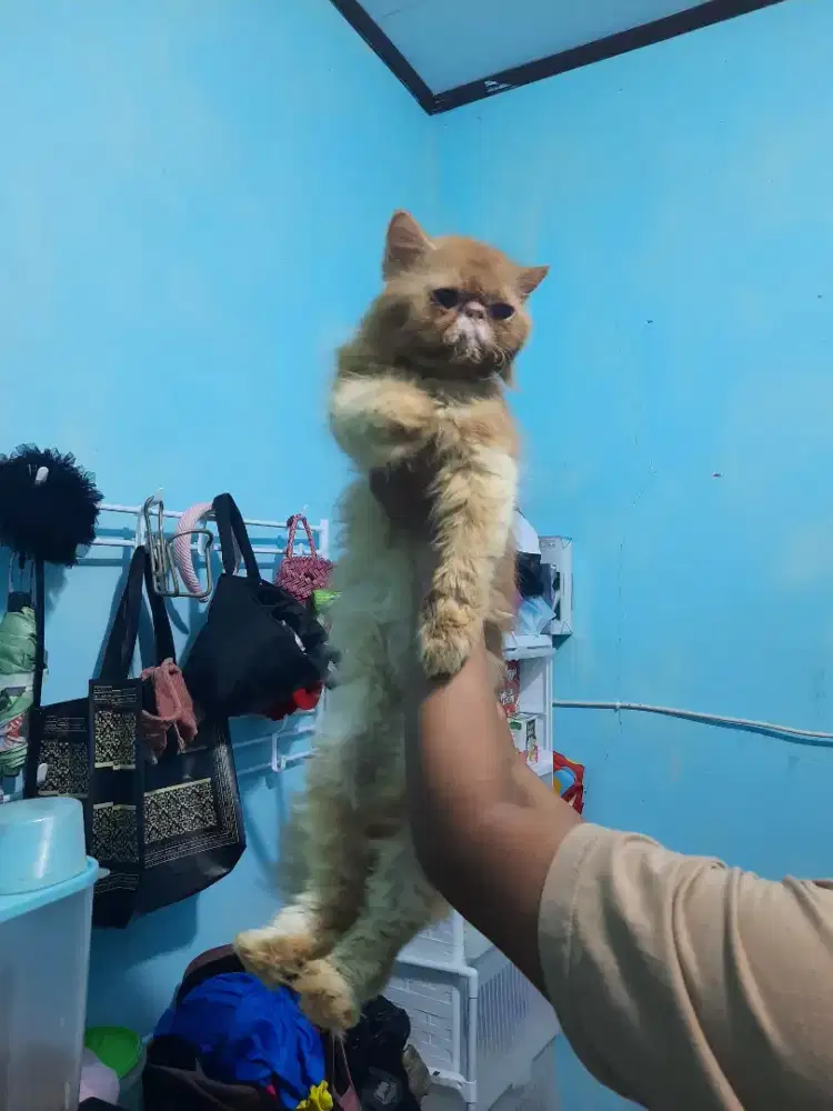 Persian peaknose  ( Jantan)