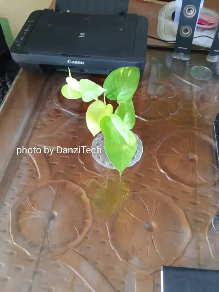 Tanaman Hias Srigading Lemon