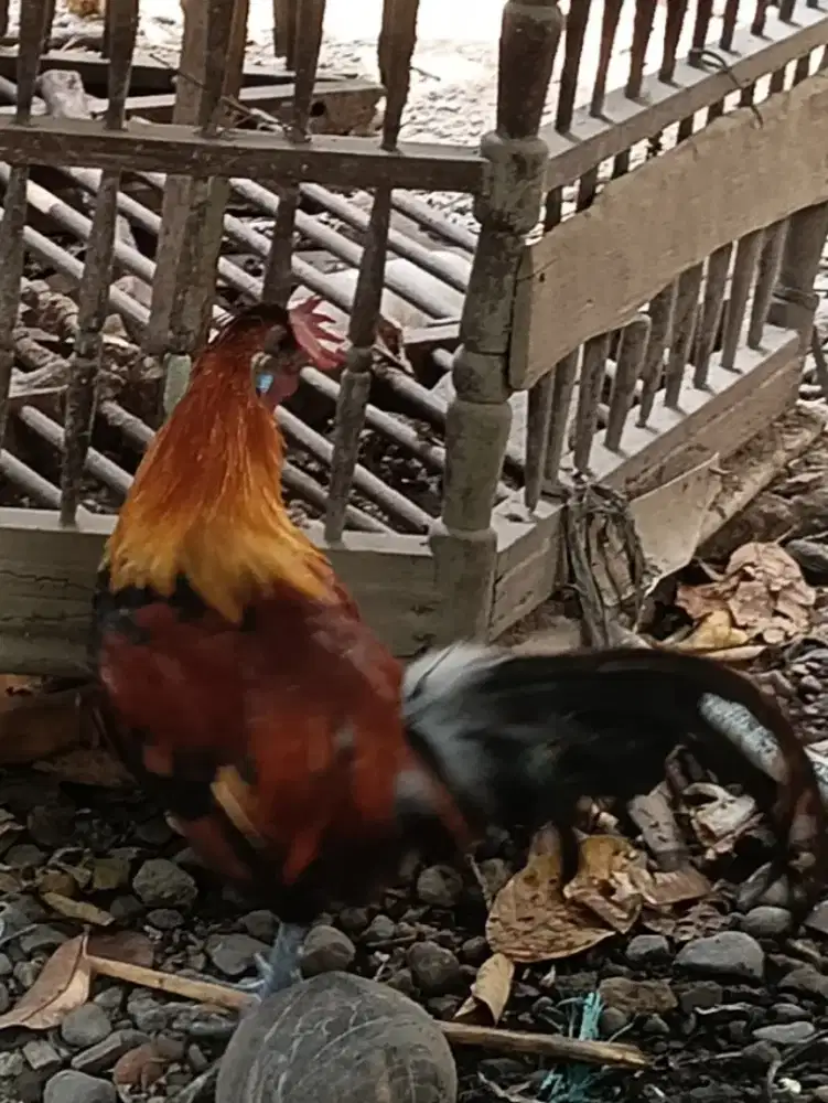 Ayam Hias Cross Breeding