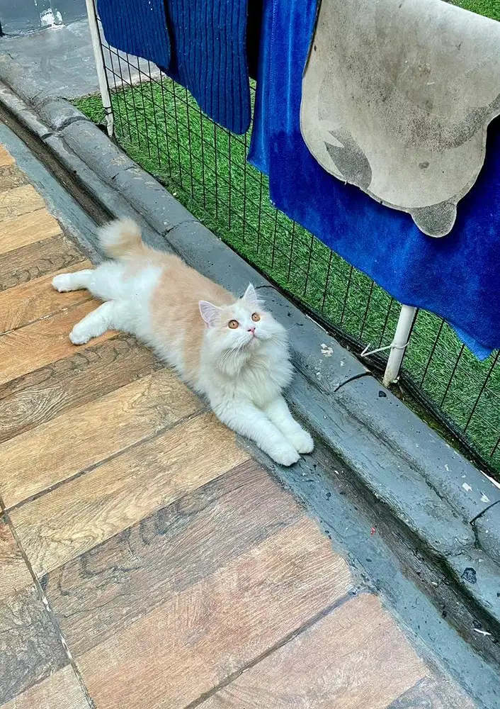 Kucing Persia Jantan 8 Bulan