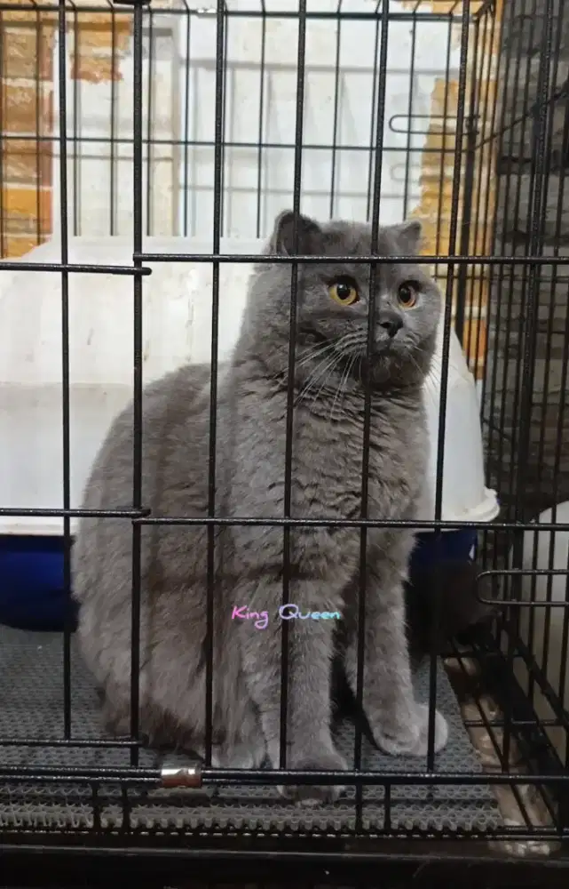 Kucing Scottish Fold Betina Blue Solid 1,5 thn Ped WCF Parent Impor