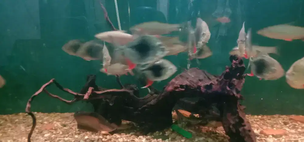 Ikan hias BlackBerry cakep size -+4 jarian up