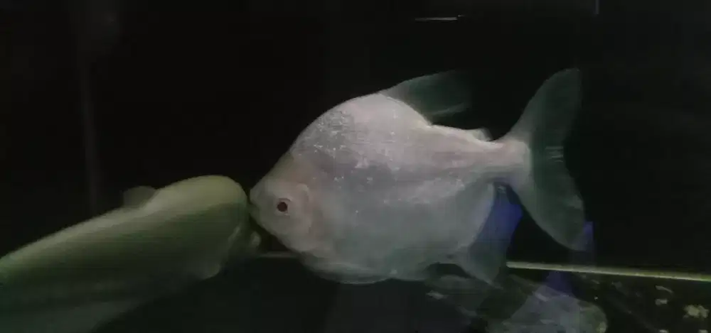 Ikan hias Pacu albino Short Body cakep size -+5 jari