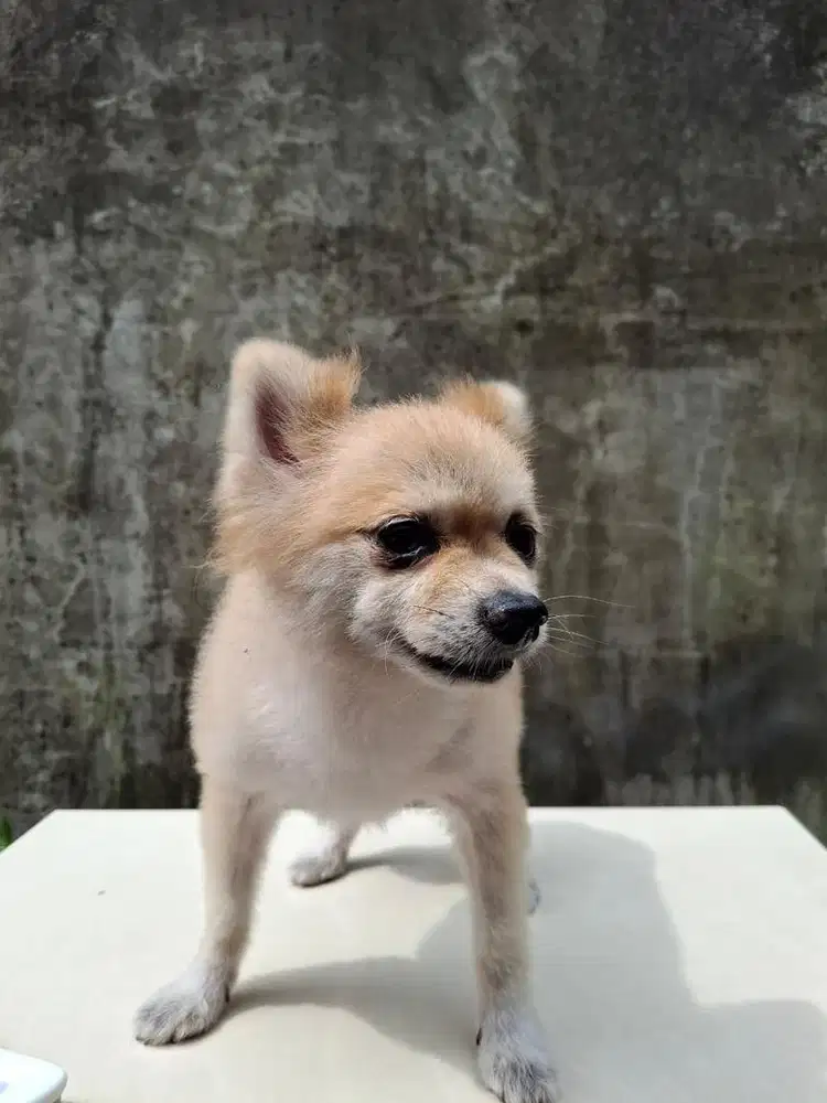 Anjing japanese akita