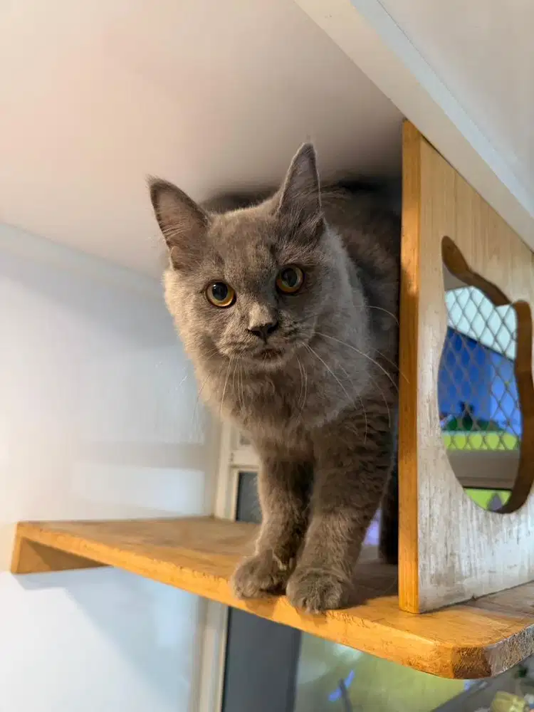 British longhair