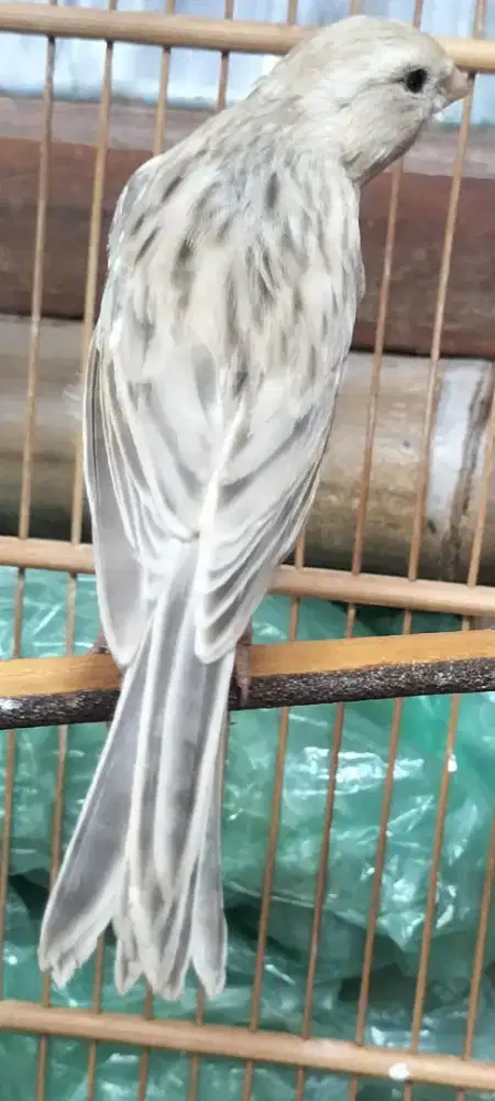 Burung kenari abu silver polos jantan jenis af